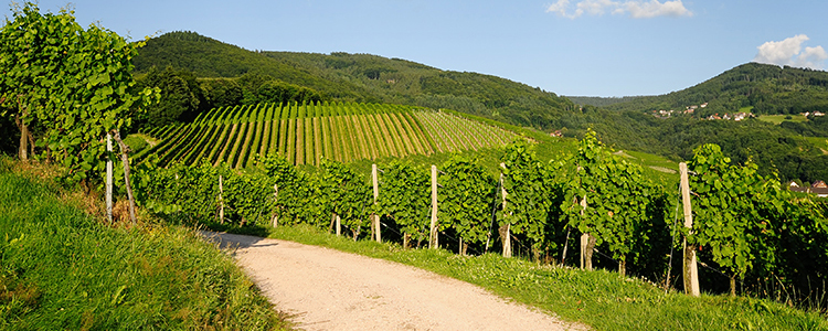 de_0061_germany - vineyard landscape in summer